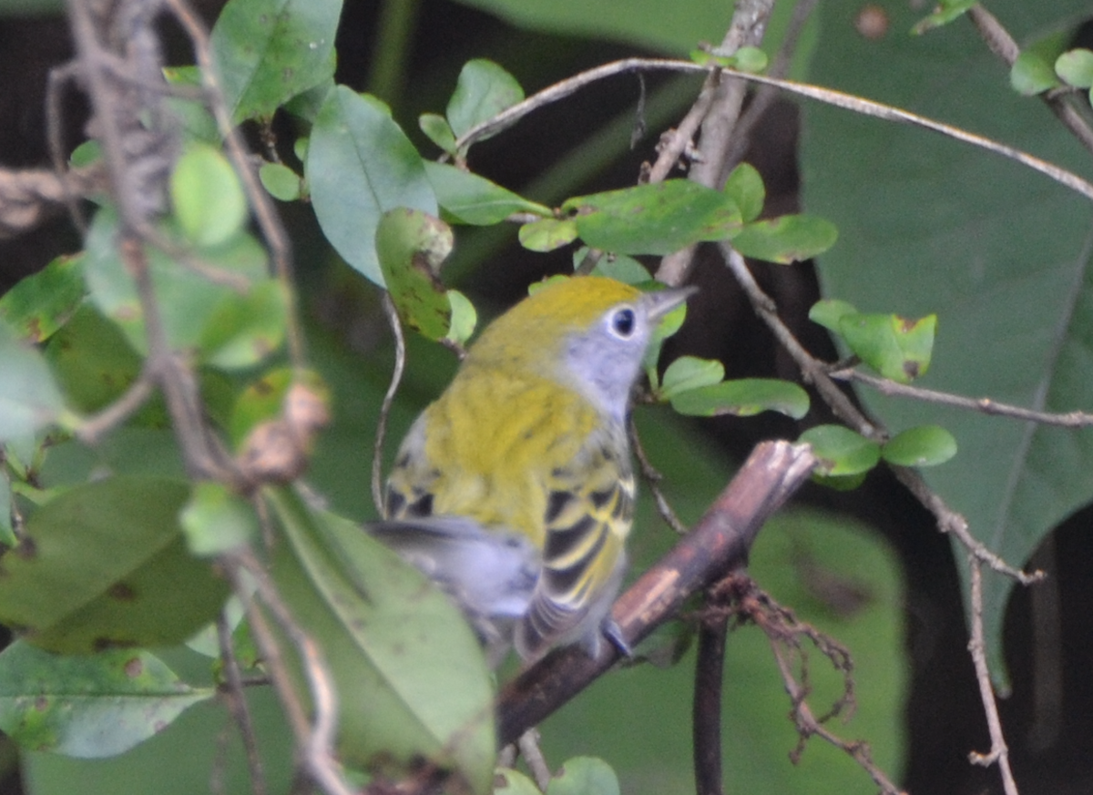 Chestnut-sided Warbler - Heather Buttonow