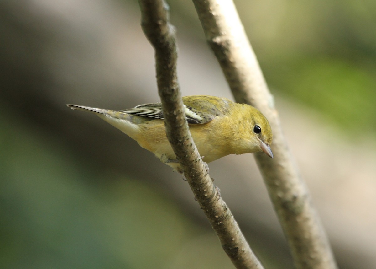Bay-breasted Warbler - ryan  doherty