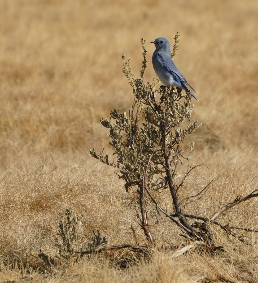 Mountain Bluebird - ML483660051