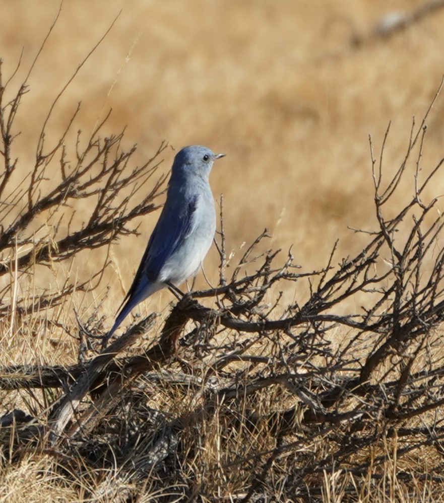 Mountain Bluebird - ML483660061