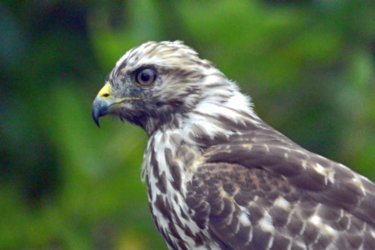 Red-shouldered Hawk - ML483664601