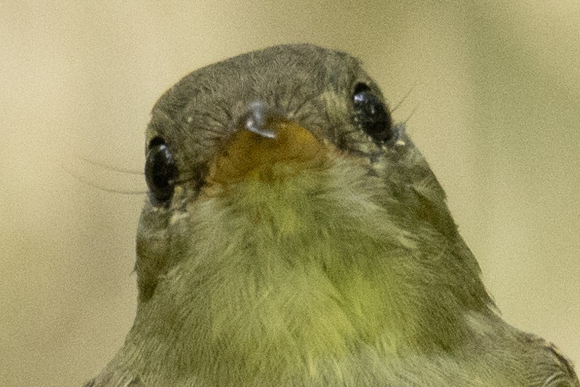 Yellow-bellied Flycatcher - ML483664861