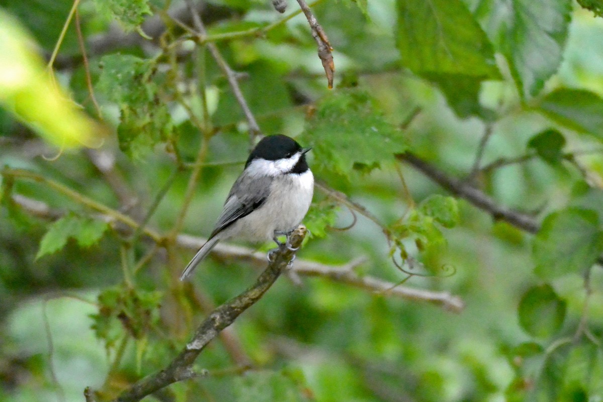 Carolina Chickadee - ML483664981