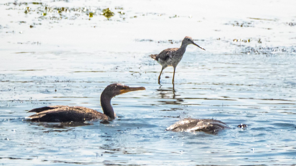 Greater Yellowlegs - ML483666811