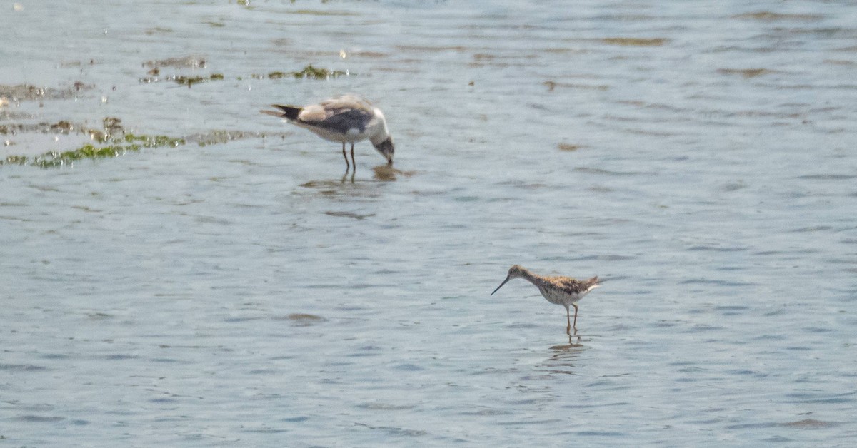 Greater Yellowlegs - ML483666821