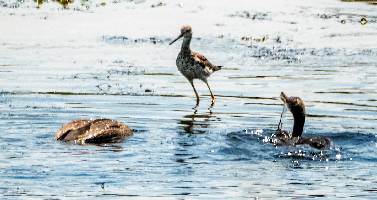 Greater Yellowlegs - ML483666841