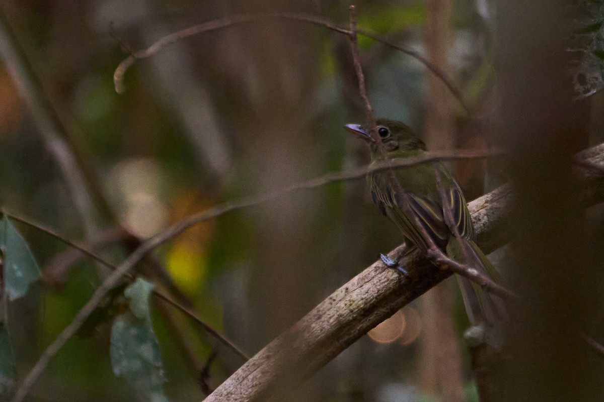 Western/Eastern Olivaceous Flatbill - ML483667421