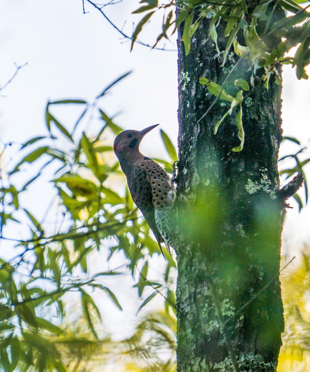 Northern Flicker - Shannon Byrne