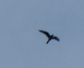 Common Nighthawk - ML483668111