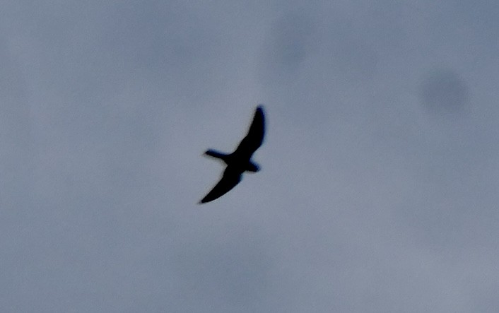 Common Nighthawk - ML483668131