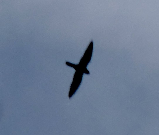 Common Nighthawk - ML483668141