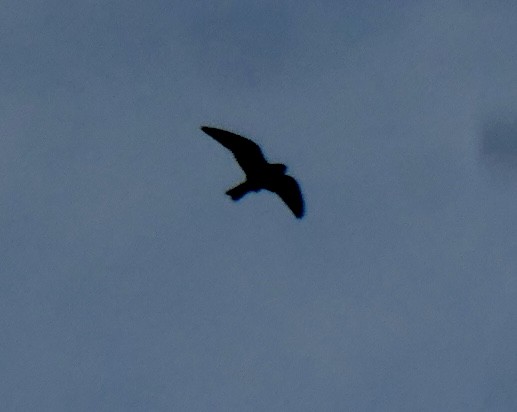 Common Nighthawk - ML483668151
