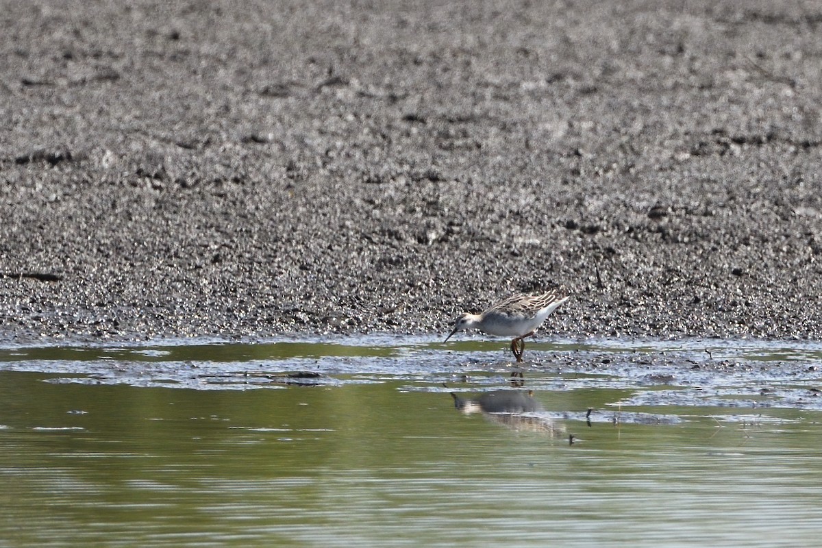 Wilson's Phalarope - ML483668401