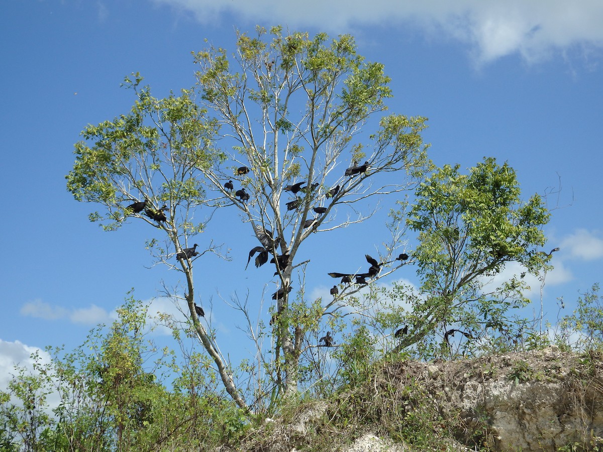 Black Vulture - ML48366931