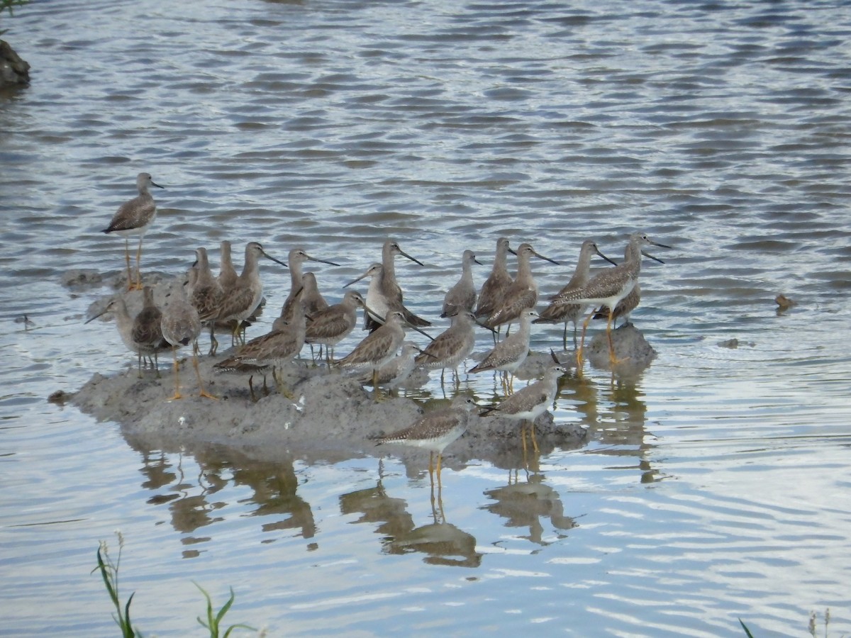 Long-billed Dowitcher - John & Abby Dux