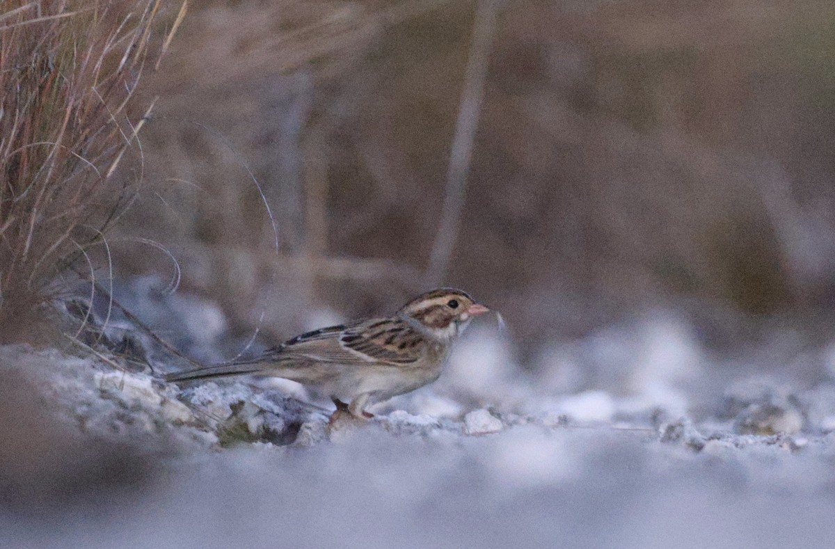 Clay-colored Sparrow - ML483671421