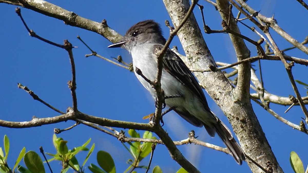 La Sagra's Flycatcher - ML483671571