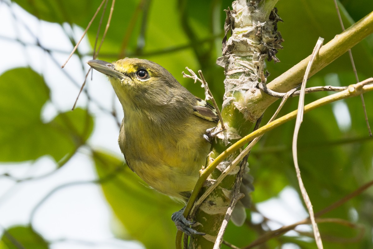 Thick-billed Vireo - ML483671871