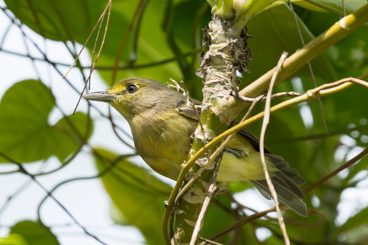 Thick-billed Vireo - ML483672061