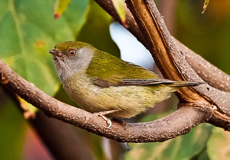 Pin-tailed Manakin - Arden Anderson