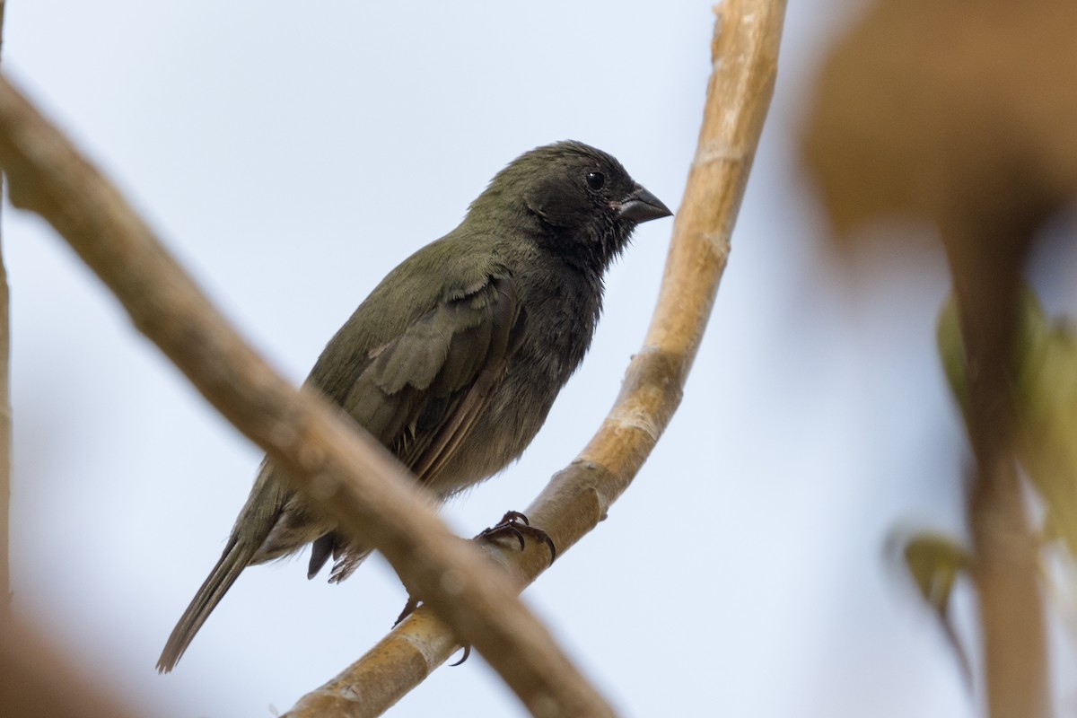 Black-faced Grassquit - Old Bird