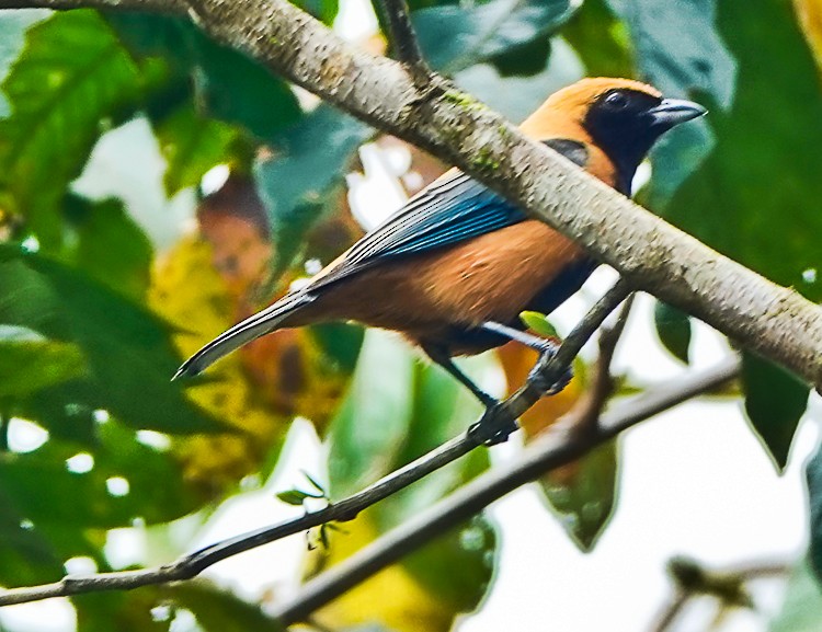 Burnished-buff Tanager - Arden Anderson
