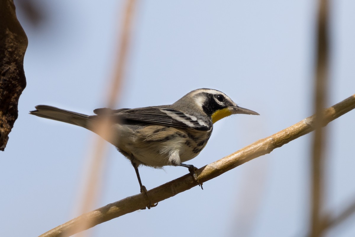 Yellow-throated Warbler - Old Bird
