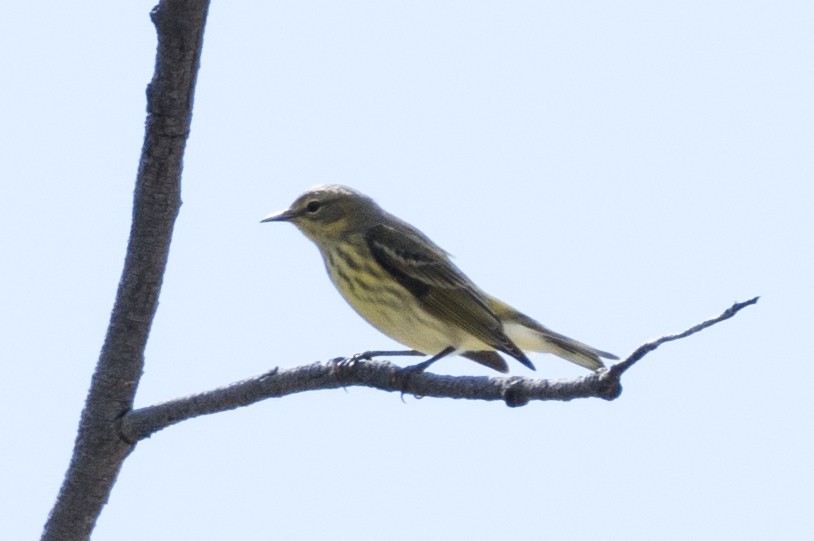 Cape May Warbler - ML483675271