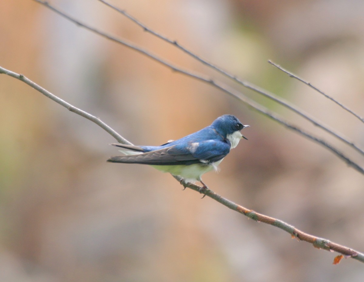 Tree Swallow - ML483675401