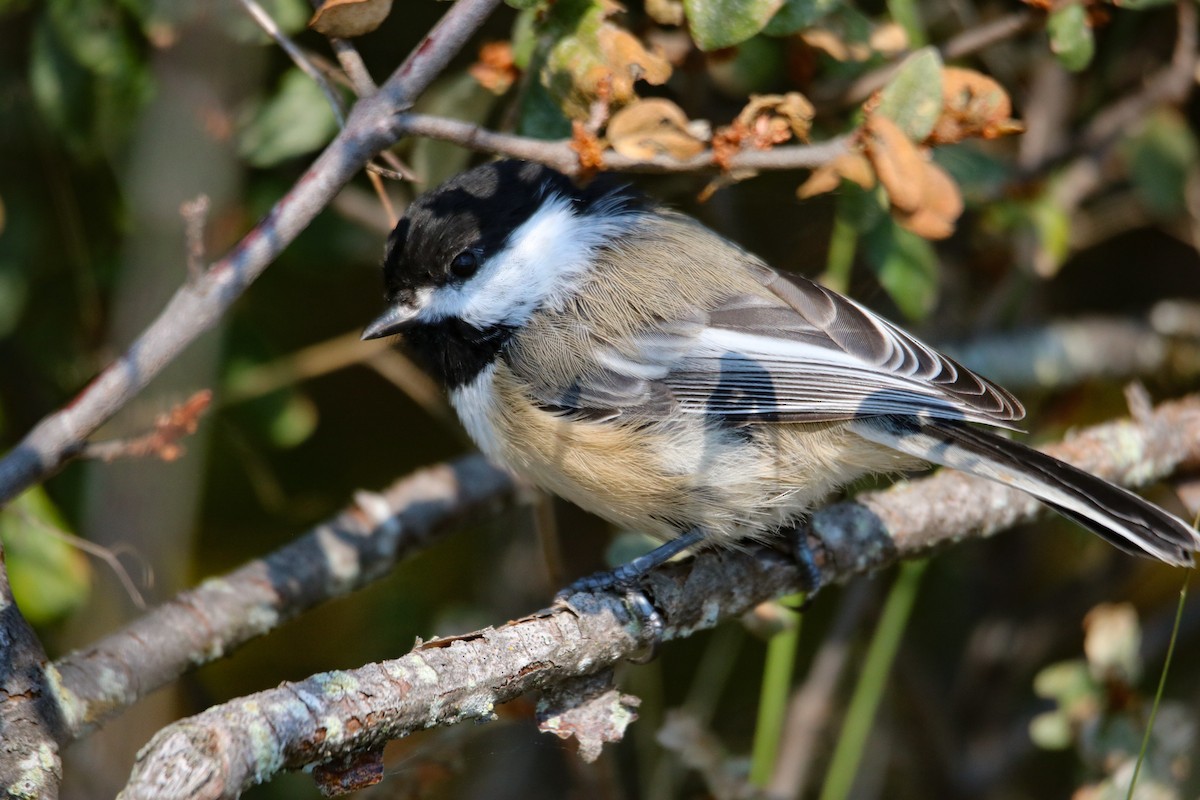 Black-capped Chickadee - ML483676351