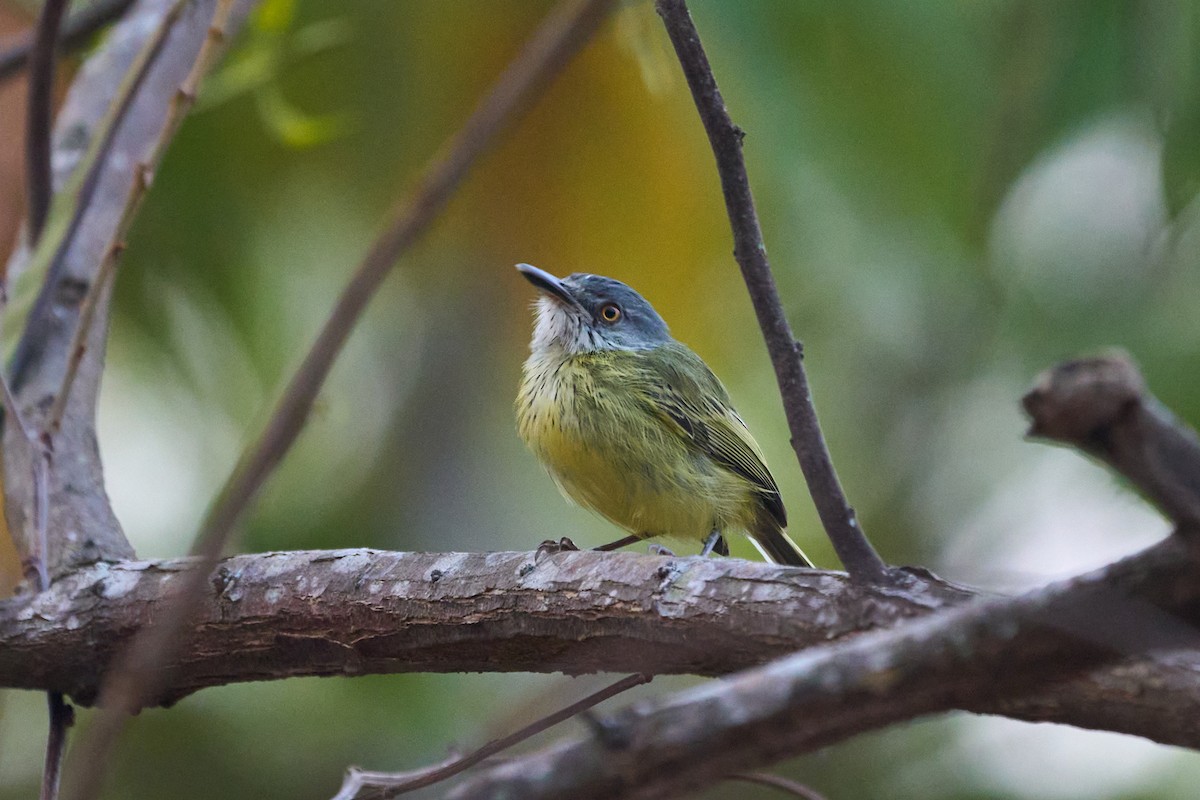 Spotted Tody-Flycatcher - ML483676541