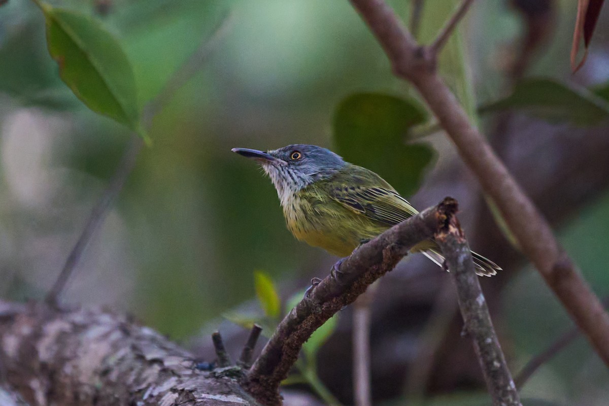 Spotted Tody-Flycatcher - ML483676571