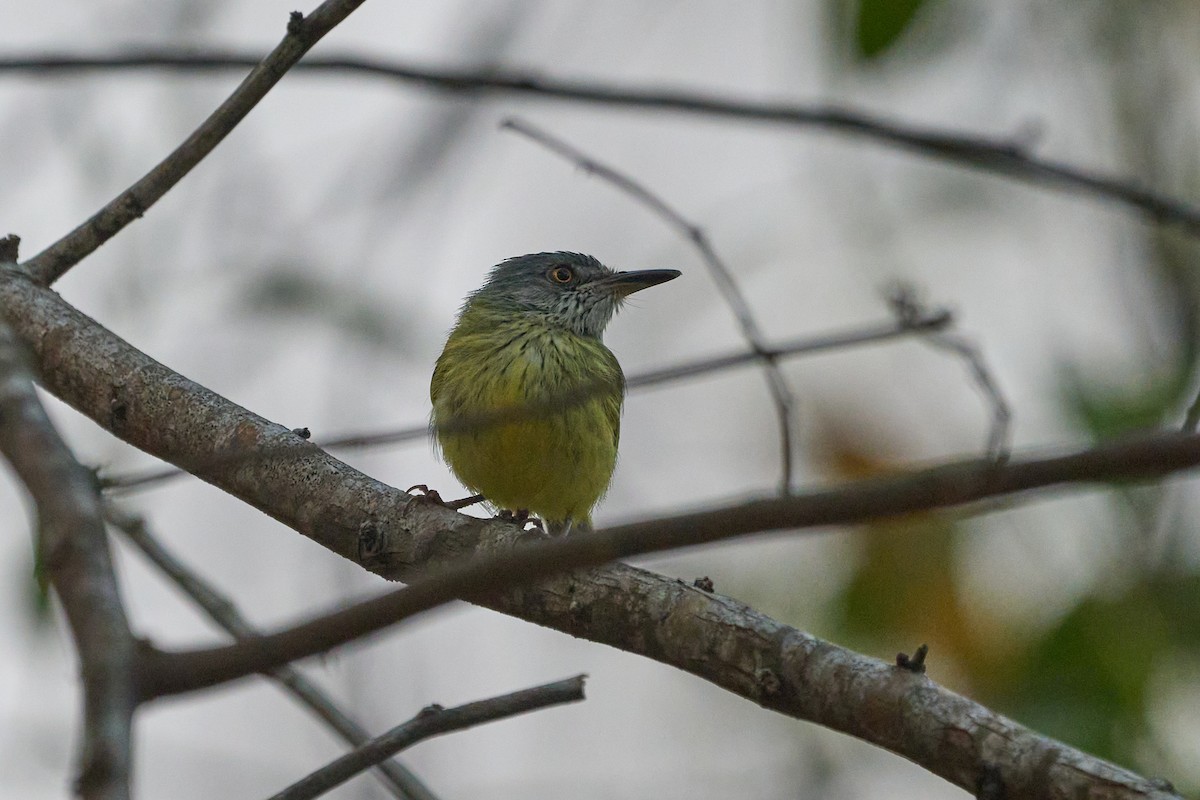 Spotted Tody-Flycatcher - ML483676581