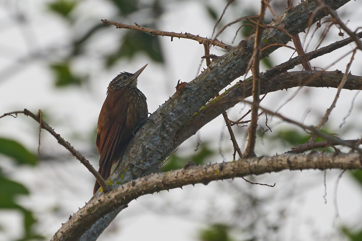 Straight-billed Woodcreeper - ML483677001