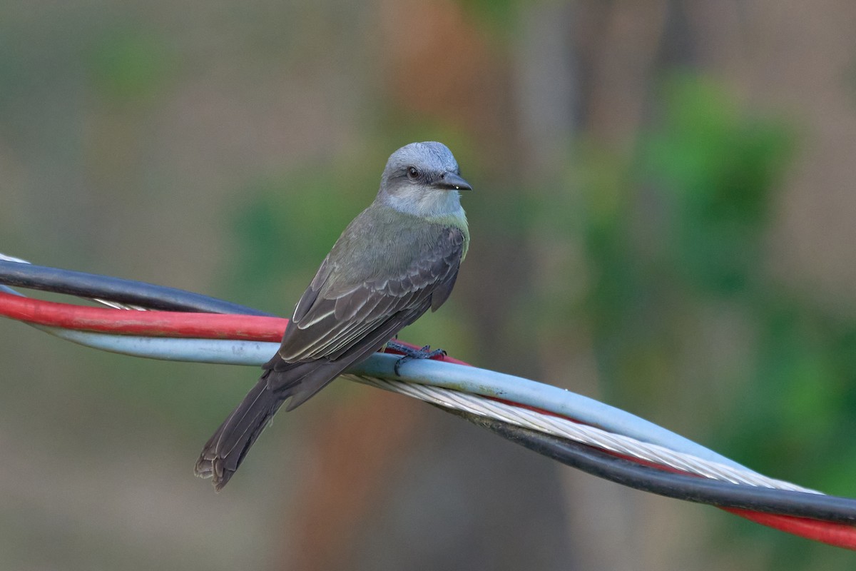 Tropical Kingbird - ML483677061