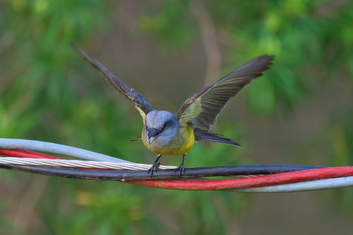 Tropical Kingbird - ML483677071