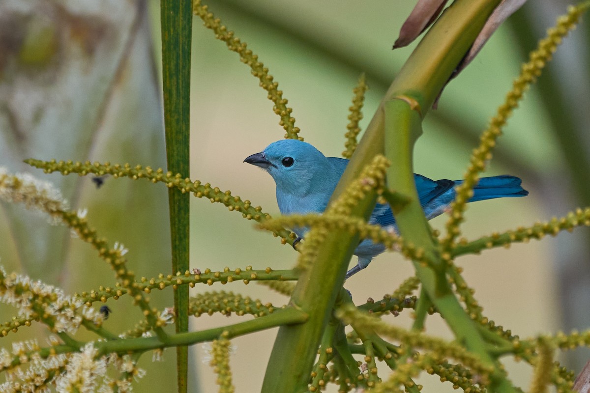 Blue-gray Tanager - ML483677091