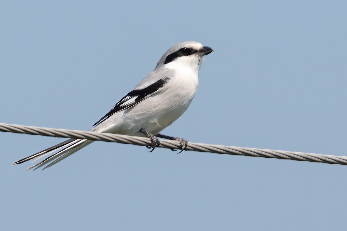 Chinese Gray Shrike - ML483677151