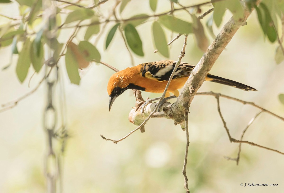 Hooded Oriole - ML483677221