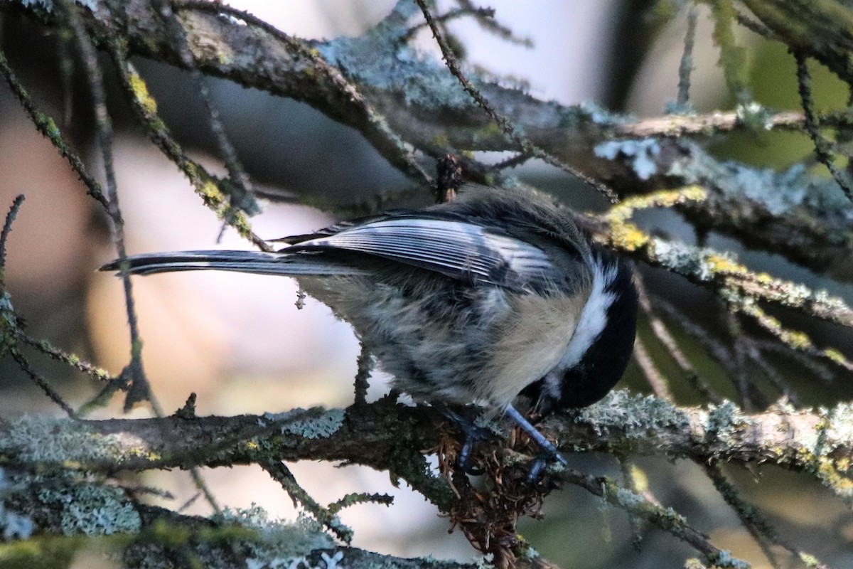 Black-capped Chickadee - Kelly Krechmer