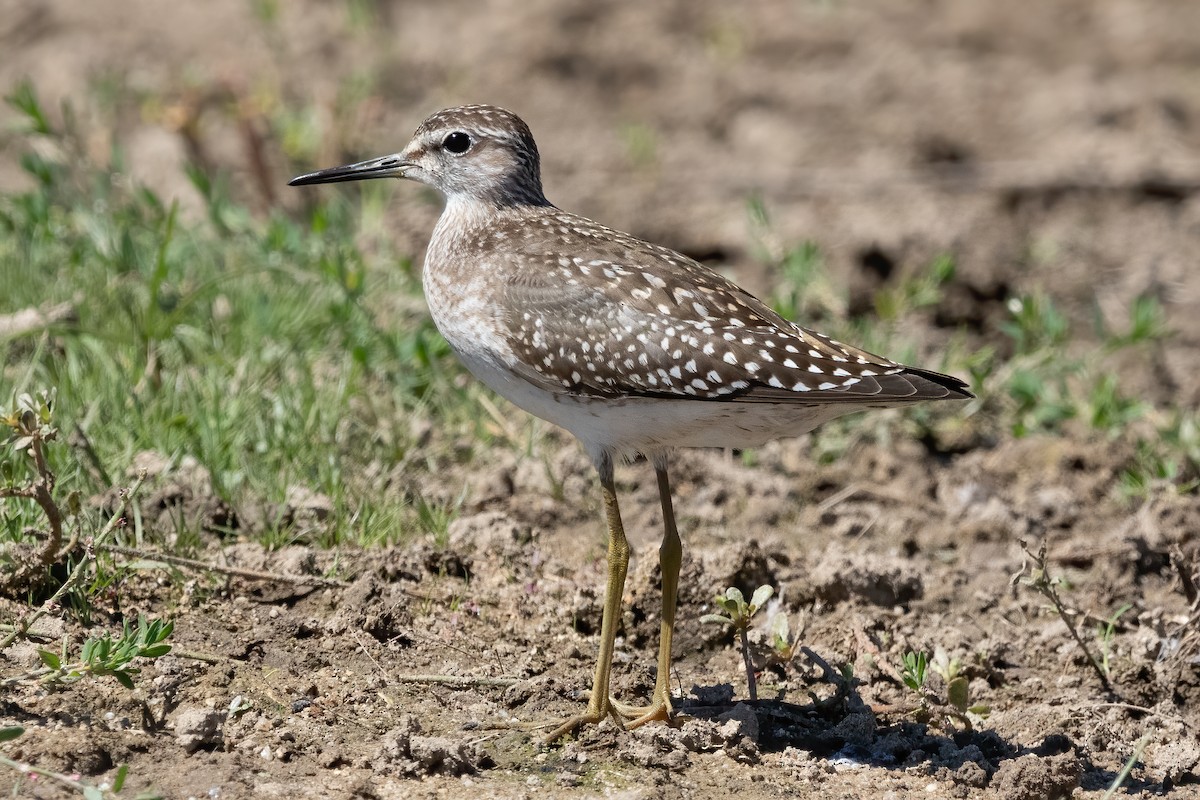 Wood Sandpiper - ML483677551