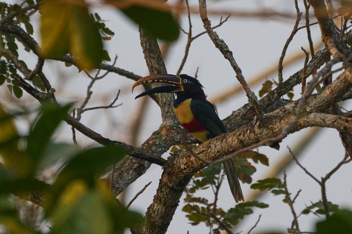 Chestnut-eared Aracari - ML483677841