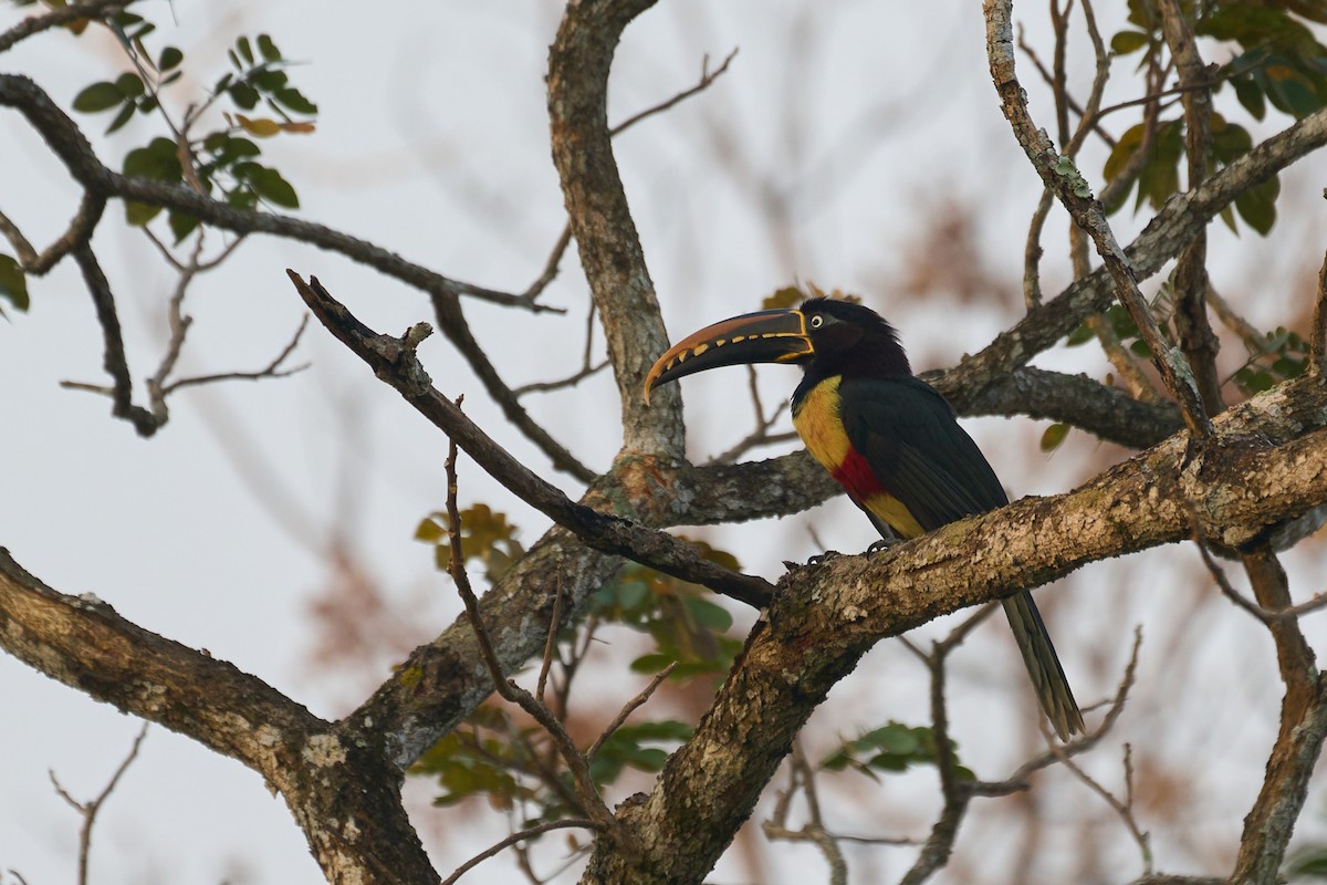 Chestnut-eared Aracari - ML483677851