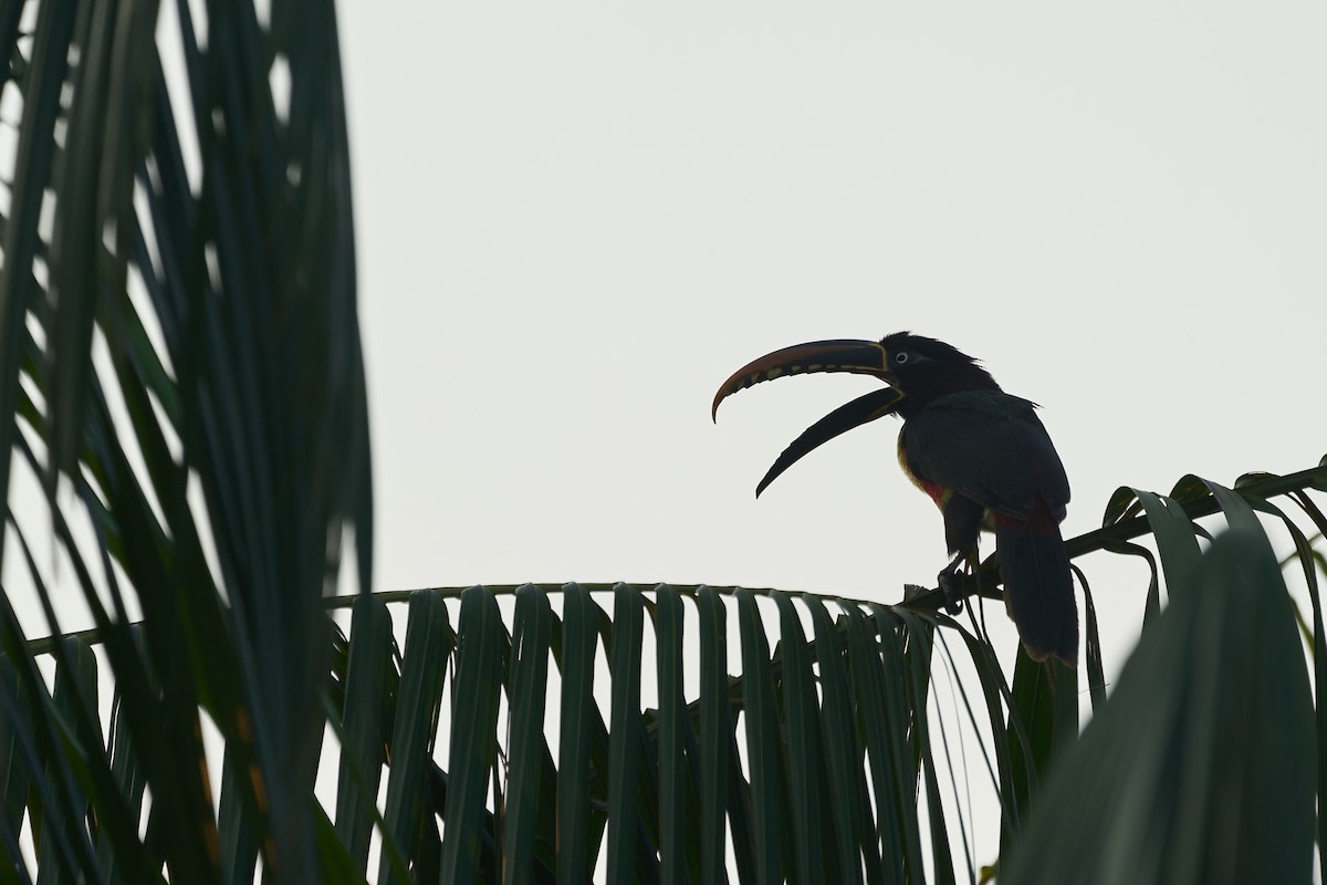 Chestnut-eared Aracari - ML483677861