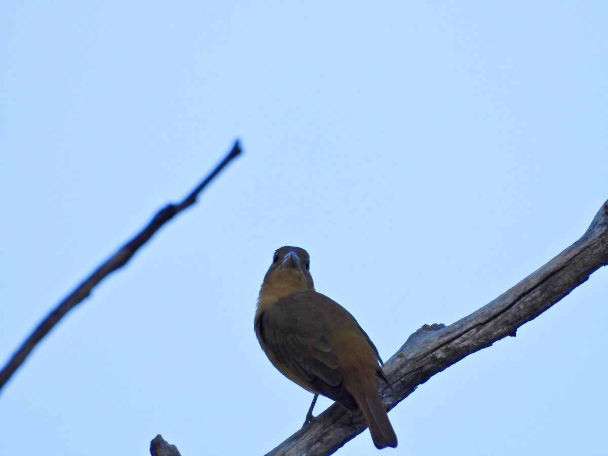 Summer Tanager - ML483678951