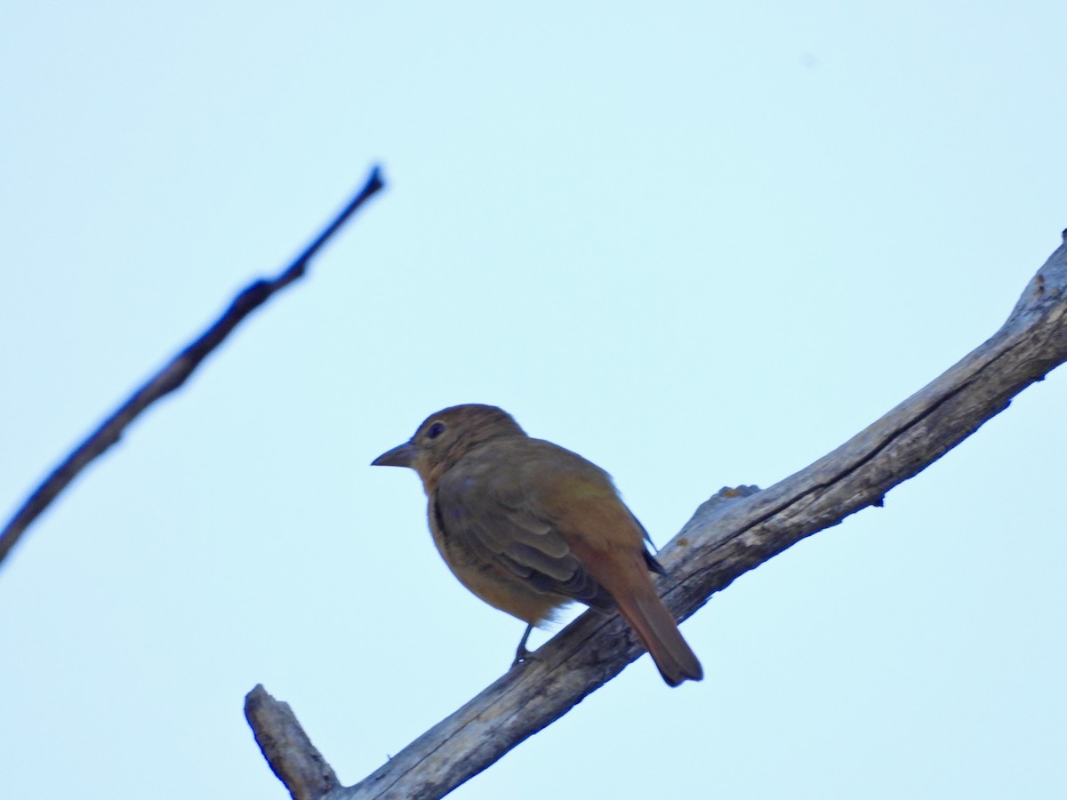 Summer Tanager - ML483679581