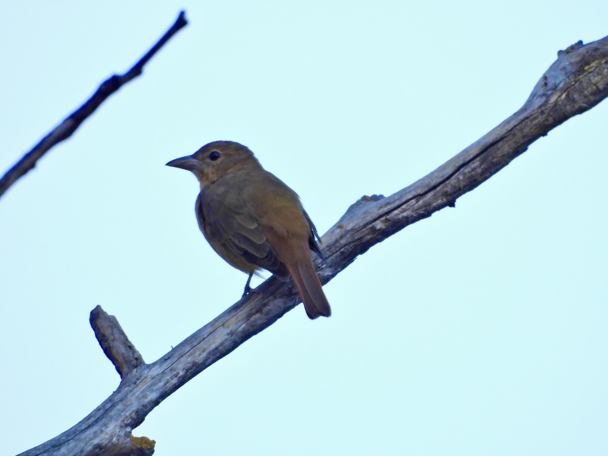 Summer Tanager - ML483679831