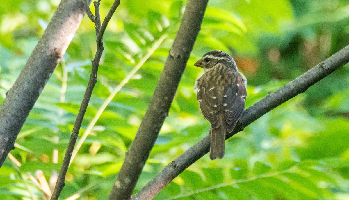 Rose-breasted Grosbeak - ML483680211