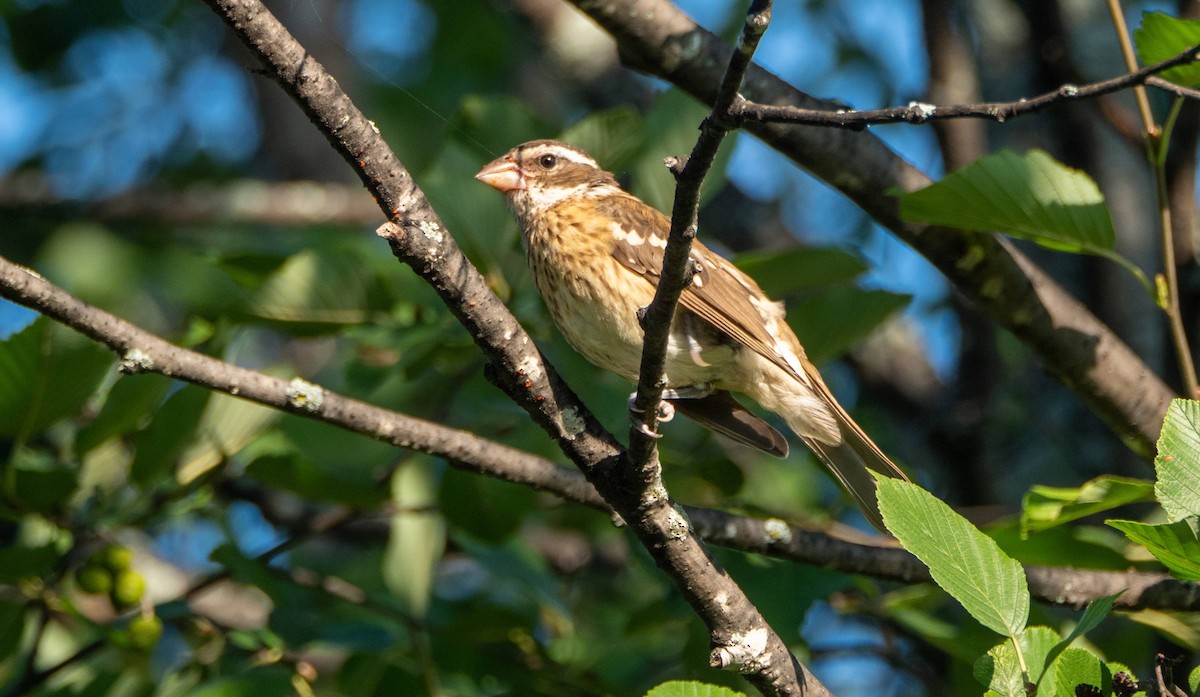 Rose-breasted Grosbeak - ML483680221