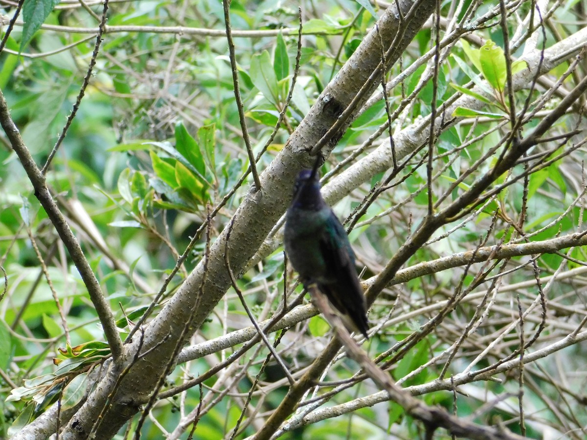 Talamanca Hummingbird - ML48368081